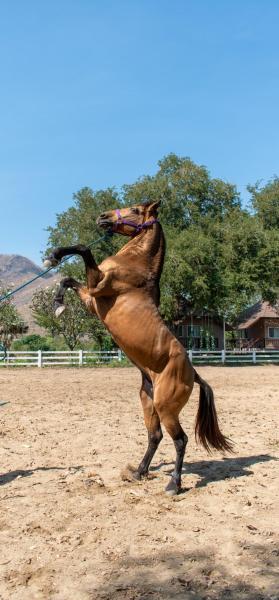 Chaowanat Horse Farm Resort